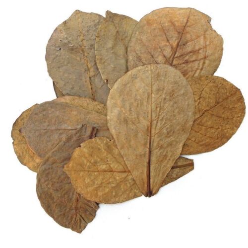 10 Pcs Catappa Indian Almond Leaves For Shrimp Betta Discus Cichlid - Usa Seller